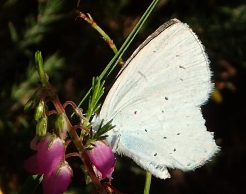 Réf. 214 470 : Celastrina argiolus